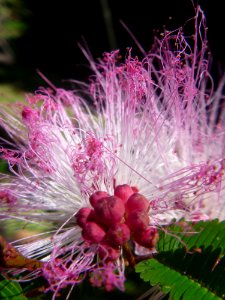 Plumerillo rosado - Calliandra parvifolia photo