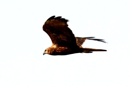  YT 5142 eastern marsh-harrier