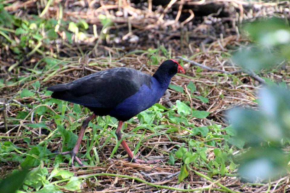 Purple Swamphen. Porphyrio porphyrio
