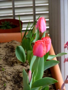 Balcony tulips