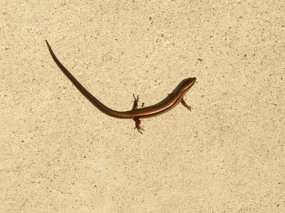 Ground Skink