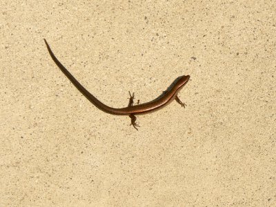 Ground Skink photo