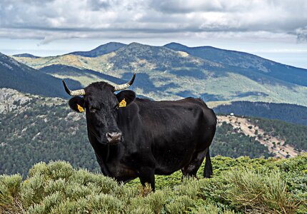 Calf livestock horns