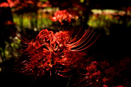 曼珠沙華 at Hidaka.jpg