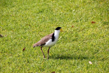 Masked Lapwing (Plover) Vanellus miles photo