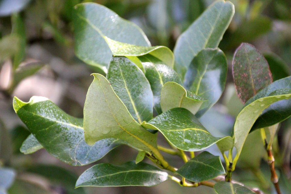 Avicennia marina. Grey Mangrove