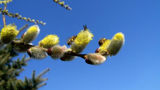 Insects pollination nature