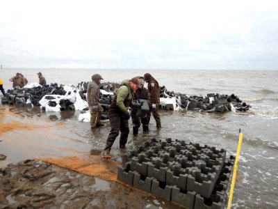 Building oyster reef breakwater structures or castles at Gandy's Beach