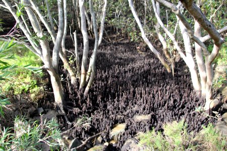 Avicennia marina. Grey Mangrove