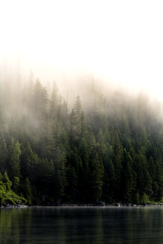 Morning Fog and Trees on Quartz lake