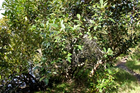 Avicennia marina. Grey Mangrove