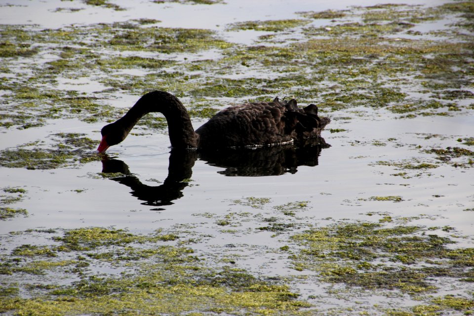 Black Swan. Cygnus atratus