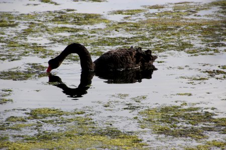 Black Swan. Cygnus atratus