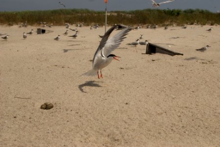 Tern at Monomoy National Wildlife Refuge photo