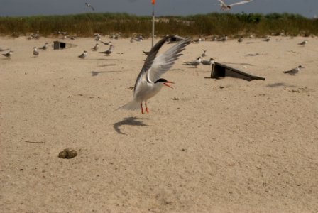 Tern at Monomoy National Wildlife Refuge