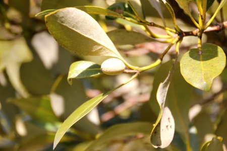 Avicennia marina. Grey Mangrove