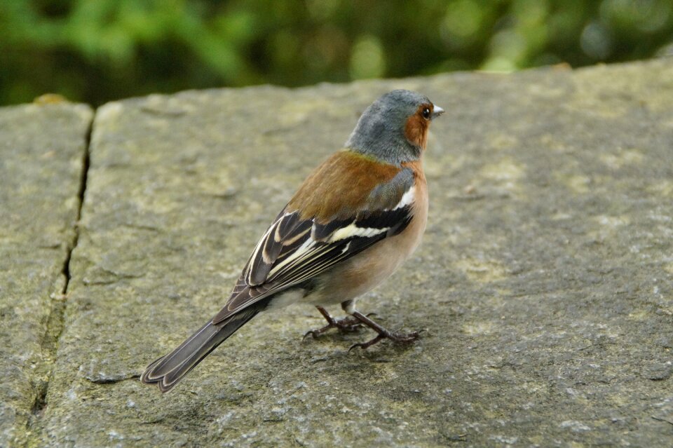 Bird cheeky trustful