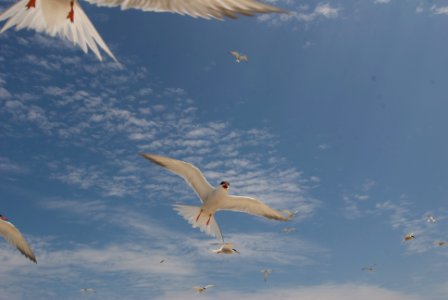 Terns at Monomoy National Wildlife Refuge