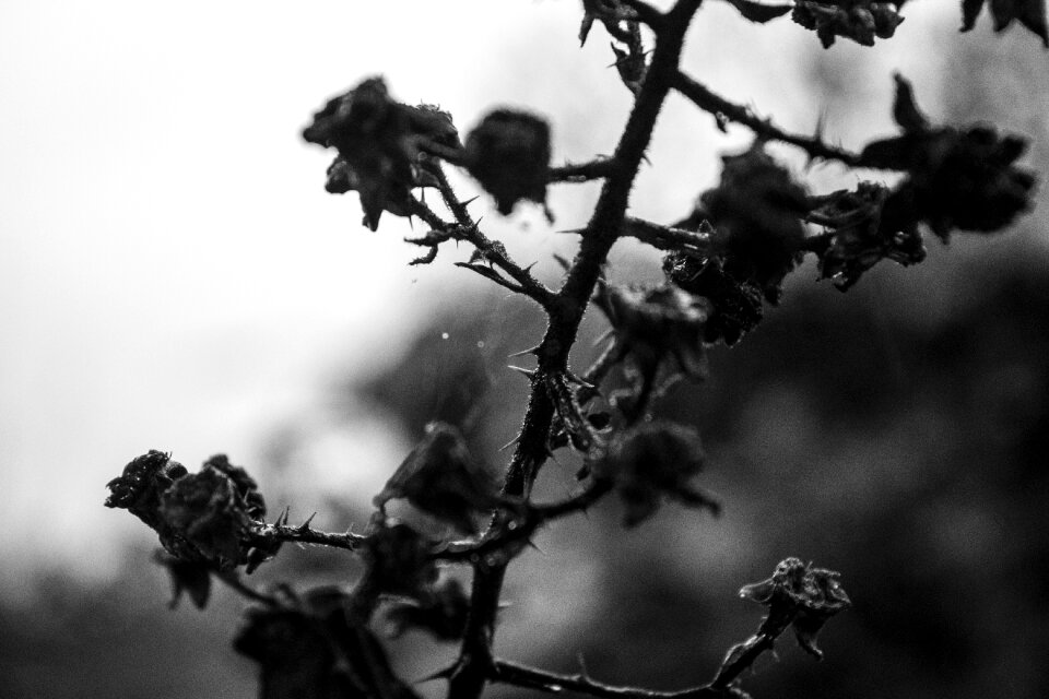 Black white plant flower