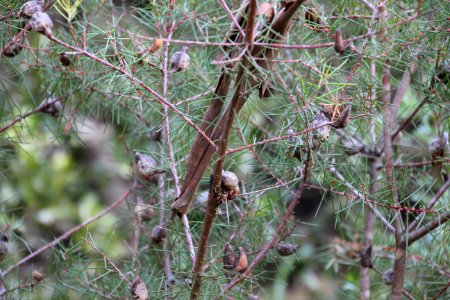 Hakea sericea. Bushy Needlewood