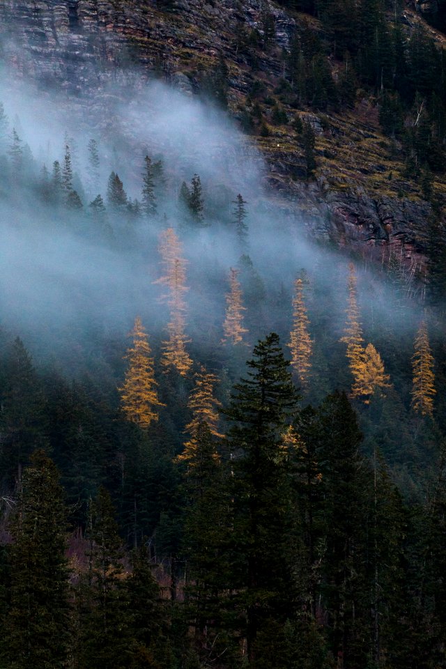 Hillside Larch at Avalanche Lake