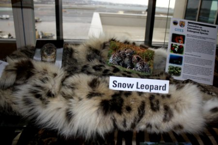 Snow Leopard Skin and Photo photo