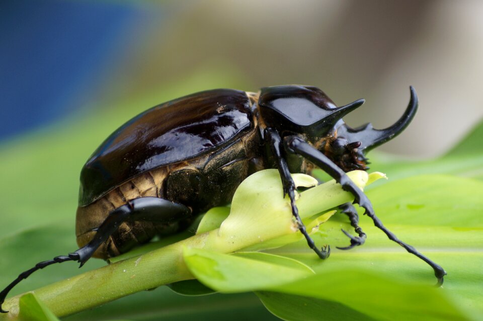 Forest insect nature