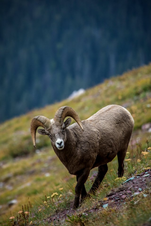 bighorn sheep (Ovis canadensis)