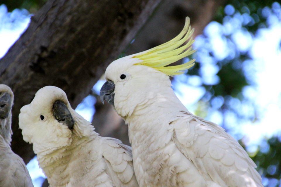 Sulphur-crested Cockatoo. Caratua galerita