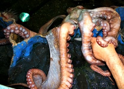 Octopus at the New England Aquarium photo