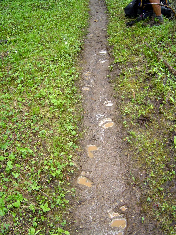 Grizzly tracks near a wire hair snag station (Northern Divide Grizzly Bear Project)