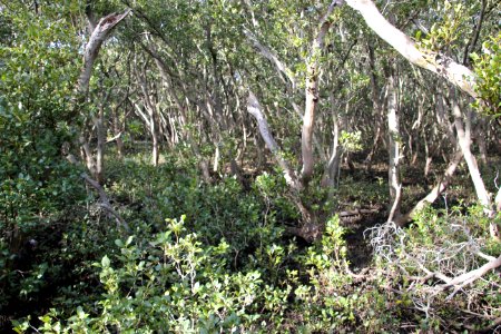 Avicennia marina. Grey Mangrove