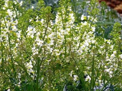 Flor de col
