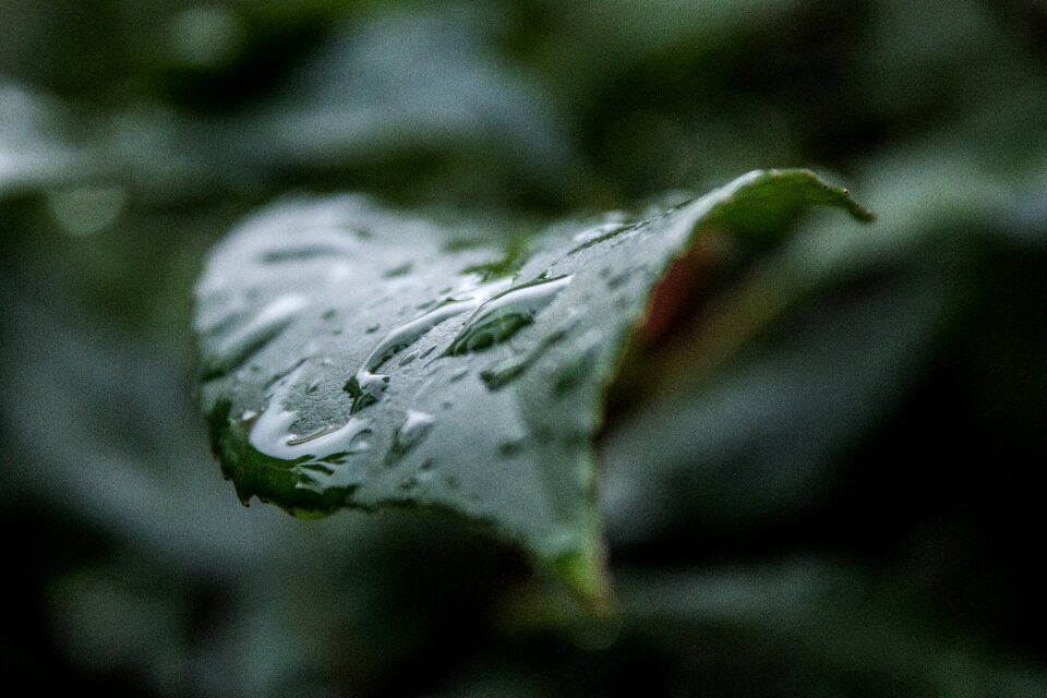 Nature plant drop of water