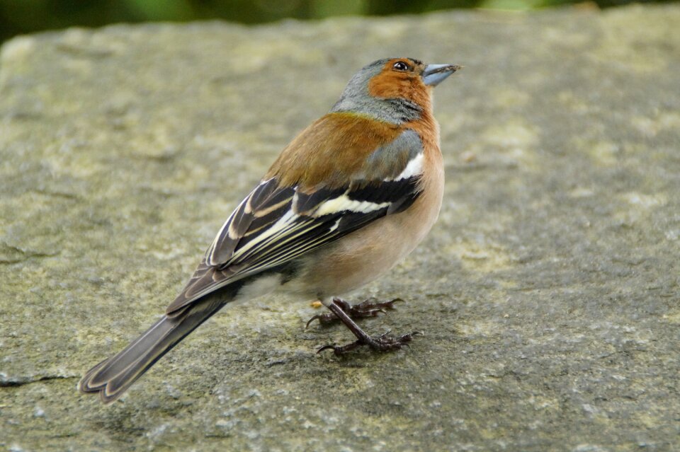 Bird cheeky trustful