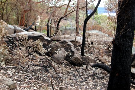 Taronga-Middle-Head-060716-055