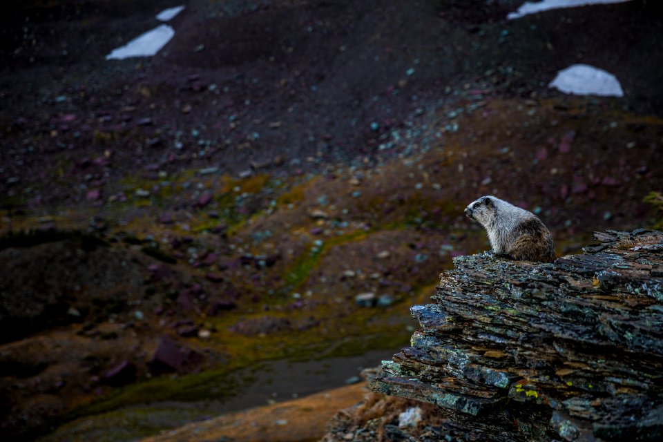 hoary marmot (Marmota caligata)