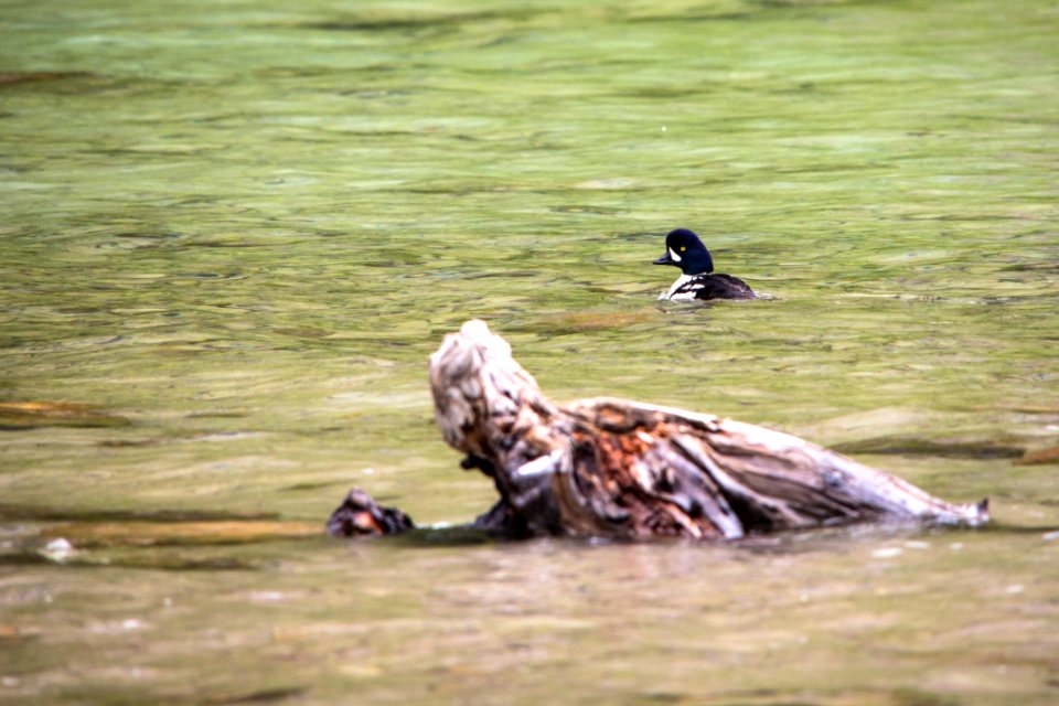 Barrow's Goldeneye - Bucephala islandica