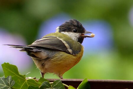 Young parus major foraging