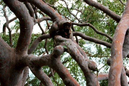 Angophora sp. near Taronga Zoo