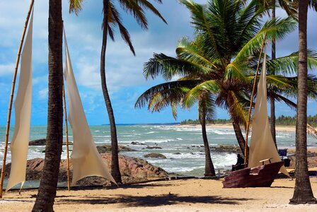 Landscape coconut trees sandy beach