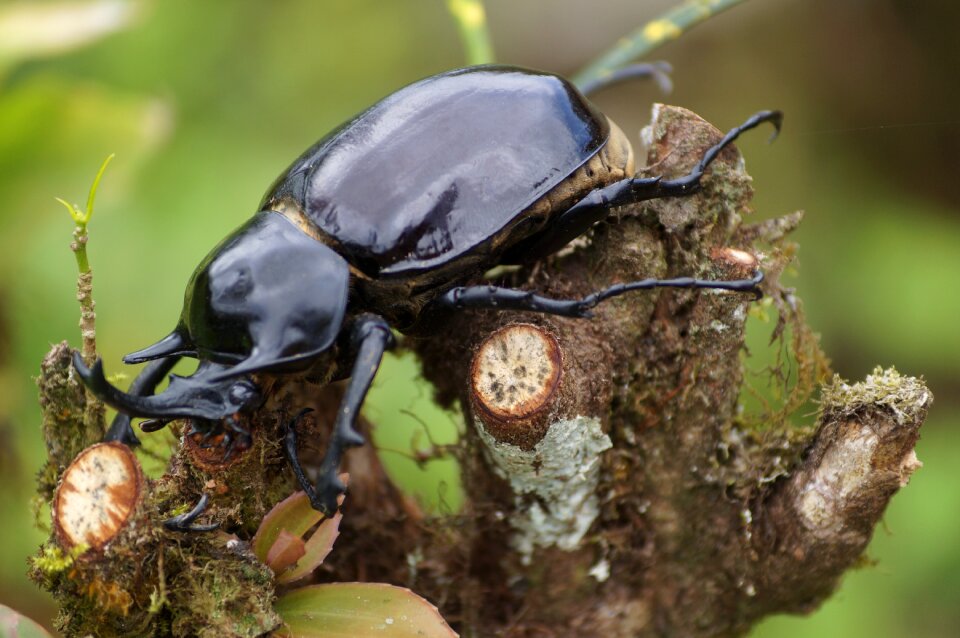 Forest insect nature
