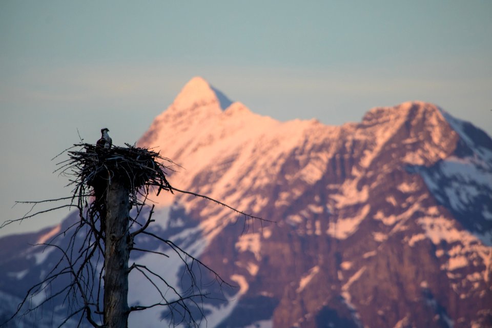 Osprey photo