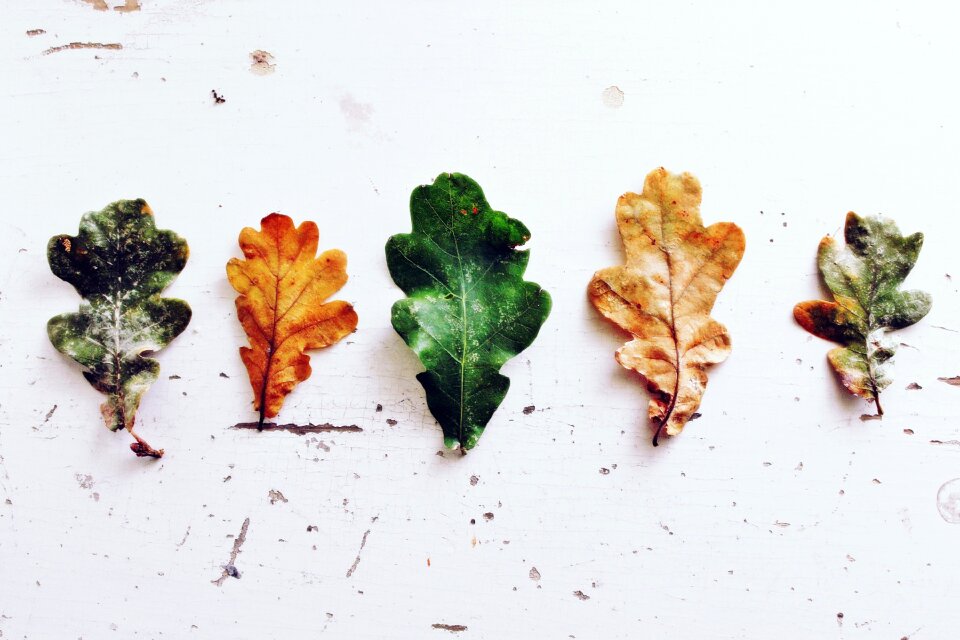 Autumn deciduous tree emerge