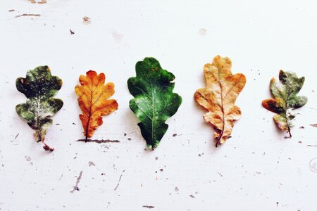 Autumn deciduous tree emerge