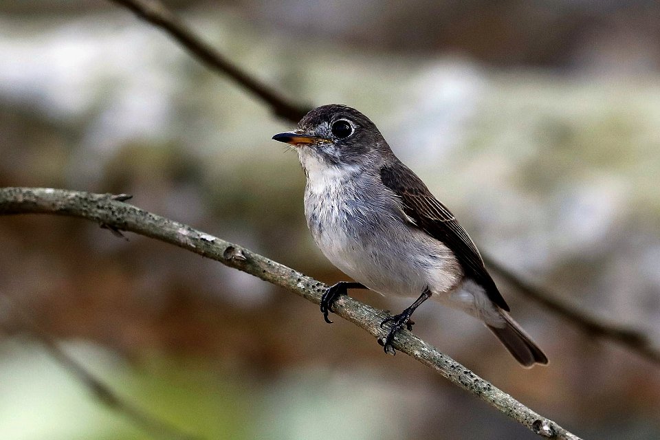  15I0694 Taiga flycatcher