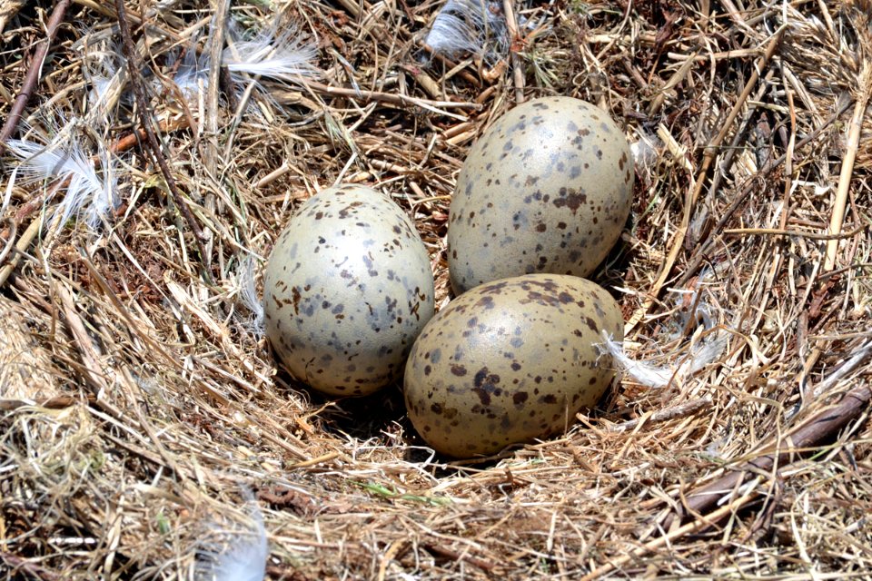 Gull eggs