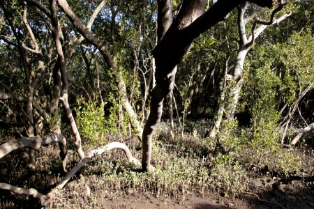 Avicennia marina. Grey Mangrove