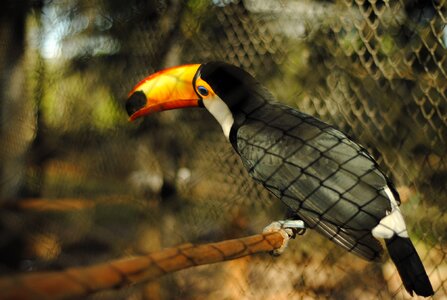 Zoo bird toucan