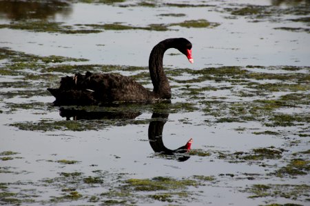Black Swan. Cygnus atratus